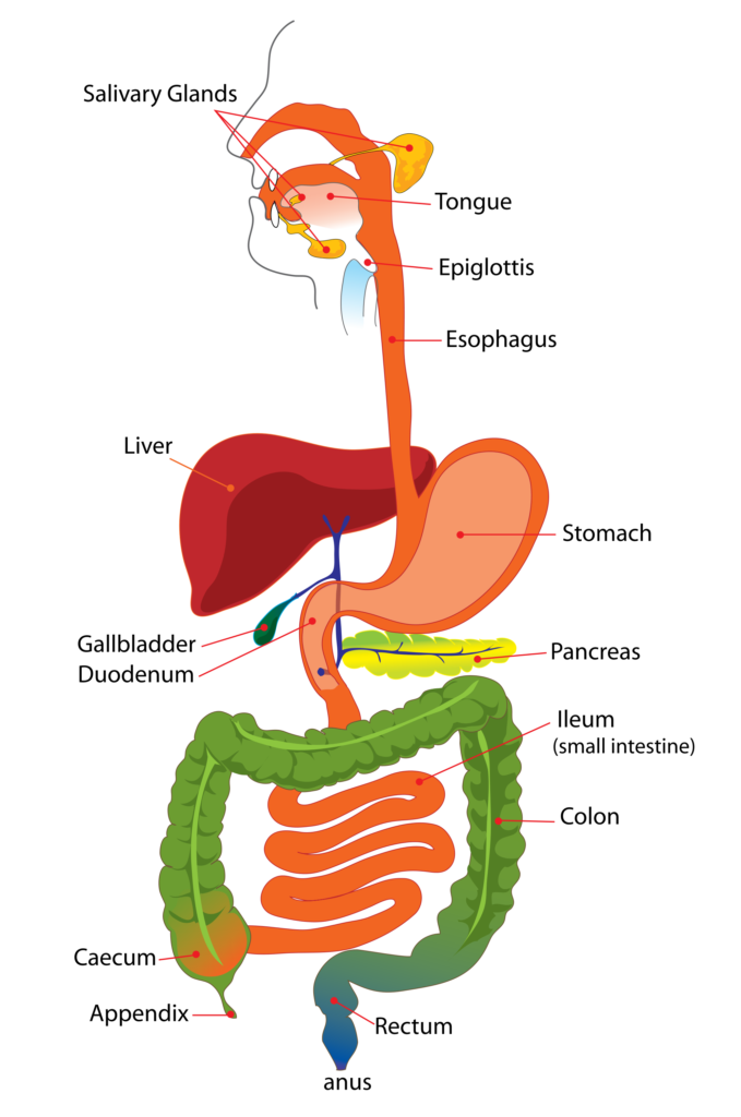 This image has an empty alt attribute; its file name is Digestive-system-image-679x1024.png